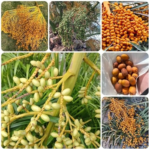 Semi di palma da dattero, Le perenni sono acquistare semi di palma da datteri, Le da giardino sono 40pcs