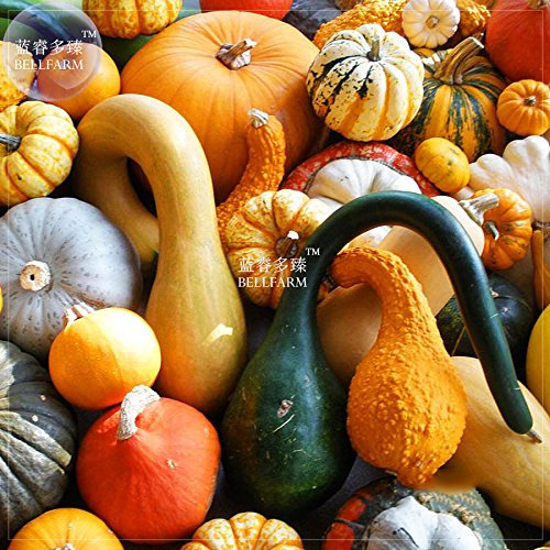 Seeds PLAT FIRM-BELLFARM Mixed Gourds Ornamental Pumpkin *Seeds(no Soil), 10pcs, Professional Pack, Edible Cucurbita Pepo