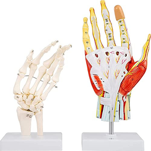 Lebensgroßes Handmodell, Bänder, 7-teiliges Handmodell für Anatomie, anatomische Hand mit Display-Basis und Handskelett, beschriftete Handmuskelmodelle, 2 Stück