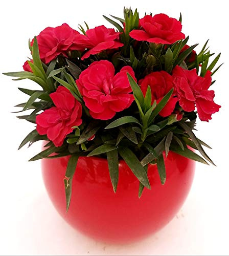POWERS TO FLOWERS - GAROFANO ROSSO IN VASO CERAMICA SFERA ROSSO, vaso 11cm, pianta vera