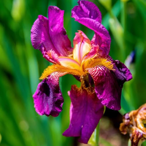 Bulbos de iris perennes resistentes, balcón jardín 9pcs