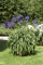 Agapanthus africanus, blau ca. 9x9 cm Topf - Afrikanische Schmucklilie, blaue Blüten, Blütezeit Sommer, ideal für Kübel, pflegeleicht und dekorativ