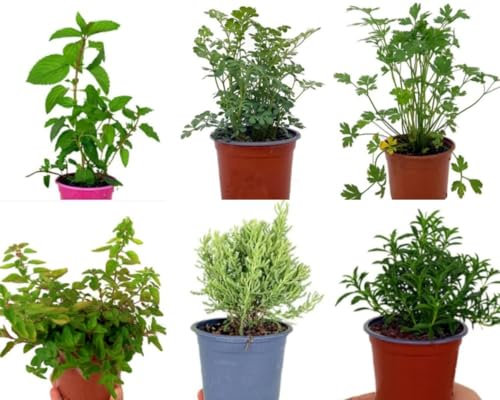 Pack de 6 Plantas Aromaticas Naturales. Mix de plantas aromáticas, 15-20 cm. Menta piperita, Ruda graveolens, Peregil, Oregano comun, Santolina, Ajedrea. Segura Garden.