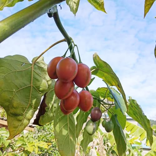tamarillo, tomate de árbol, semillas de tomatera Parterres elevados el jardín Decoraciones jardín exteriores sostenibles resistentes 75semillas