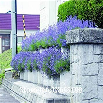 maison et jardin 200 semi de Provence française à la lavande - Molto profumato