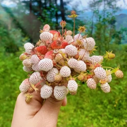 semillas de fresa silvestre perenne colgante de fresa silvestre para camas elevadas para decorar balcones de interior 100pcs