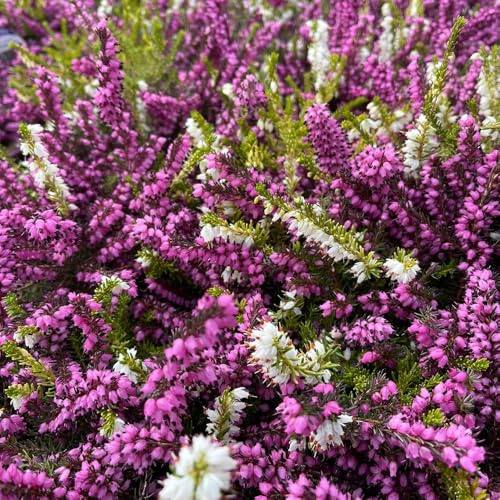 Heidekraut wildblumensamen blumengarten winterharte stauden dauerblüher pflanztöpfe pflanzensamen zimmerpflanzen wildkräuter blumenwiesensaat schmetterlingsflieder schnittblumen 500samen