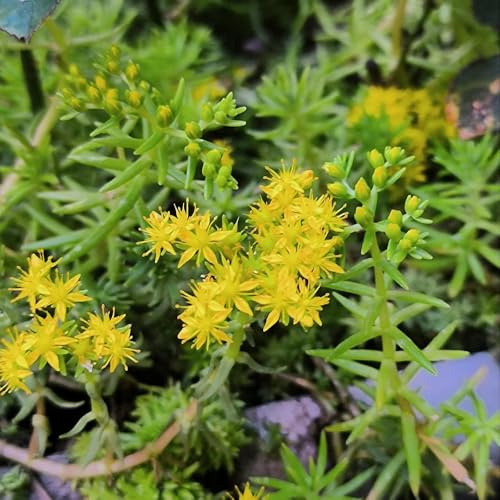 Semillas de Sedum Lineare, semillas de sedum exóticas silvestres para lugares soleados semillas de pradera 300pcs