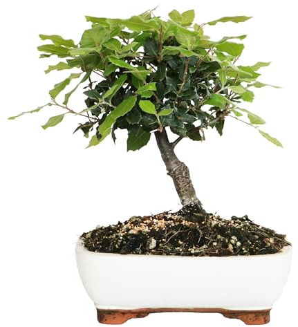 KENTIS - Bonsai Quercus Ilex - Leccio - Quercia Pianta Vera da Esterno Resistente - Sughera - Giardino Balcone - H 25/35 cm Vaso in Ceramica 21 cm