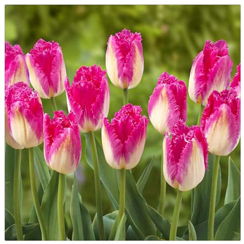 3 years,Mehrjährige Blumenzwiebel ist winterhart,Lebende Pflanzen,Gift, Garden,Mysteriöse magische Glühbirne,Blumenzwiebel Mix-10 Tulpenzwiebeln-C