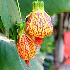 Genipap 5 semi di albero di gomma Ficus Elastica