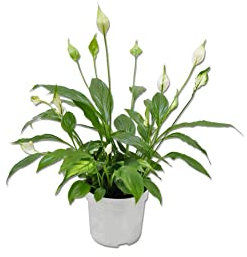 Espatifilo Planta de Interior Natural para Decorar el Hogar