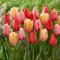 Bulbos de tulipán, bulbos de tulipán perennes resistentes al invierno para plantar en interiores y exteriores-15 cebollas-a
