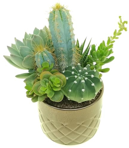 Composizione Cactus & Succulente in vaso design di ceramica di diametro 11cm