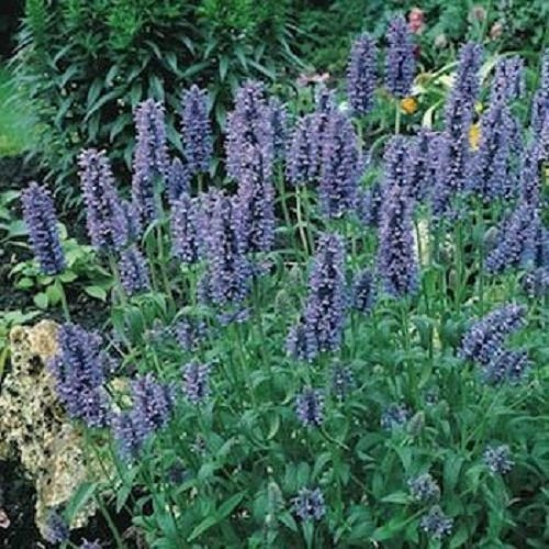 Blaue Katzenminze, 100 Gartensamen: Nur Samen