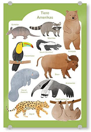 artboxONE Acrylglasbild 30x20 cm Natur Tiere Amerikas Bild hinter Acrylglas - Bild gürteltier Bison faultier