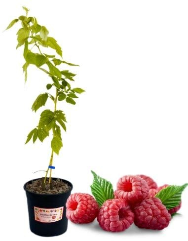 P. Piantine da Orto | Lampone Rosso Senza Spine, Vaso 5 L, Pianta Pronta per il Trapianto, Pianta Vera di Frutti di Bosco da Esterno, Vivaio Italiano