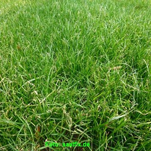 Grassamen Rasensamen BERINGMEIER SPEZIAL für alle Bereiche DER GENIALE RASEN unsere eigene Mischung
