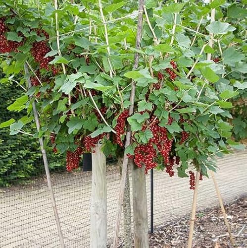 Red Currant Tree Live Plant for Planting Perennial Outdoors, Live Currant Bush Shrub Currant Plant Live Starter Plant