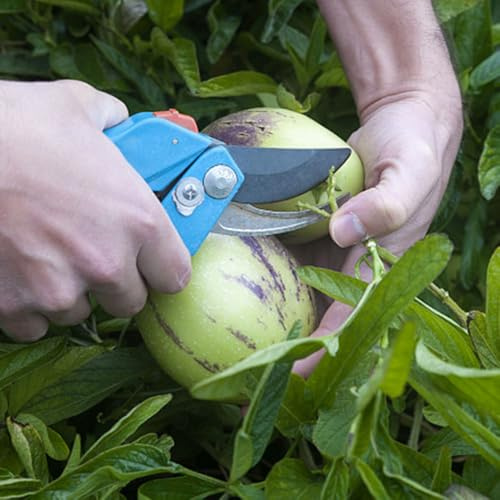 semi di melone pera, melone serre da balcone vecchie varietà da giardino fresca rari colonnari resistenti esotiche 50pcs