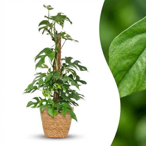 Green boutiQ - Plante d'intérieur - Mini Monstera - Monstera Minima sur Tuteur Mousse - Vert - Entretien facile - 1 Plante - avec Panier - Pot 19cm - Hauteur 90cm