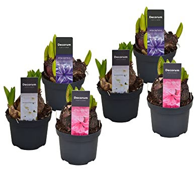 Hyacinthus - Pack de 6 Bulbos Naturales - Flores de Jacinto - Plantas de Exterior - Bulbos de Jardín