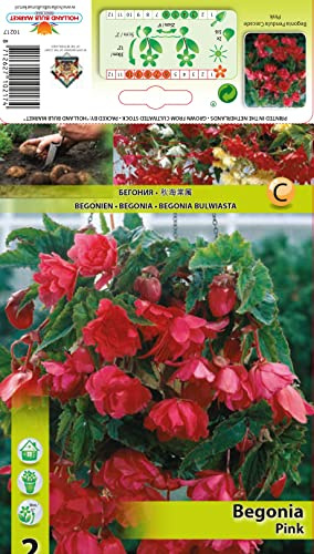 Ausverkauf Begonienzwiebeln : Begonia - Begonie  cascade pendula Pink  1 Blumenzwiebel/Knolle