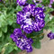 Semillas De Flores Petunias Petunias Semillas - Petunia Hybrida Surfinias - Flores De Exterior Todo El Año: Mezcla De Semillas Para Plantar, Flores Resistentes 200 Piezas