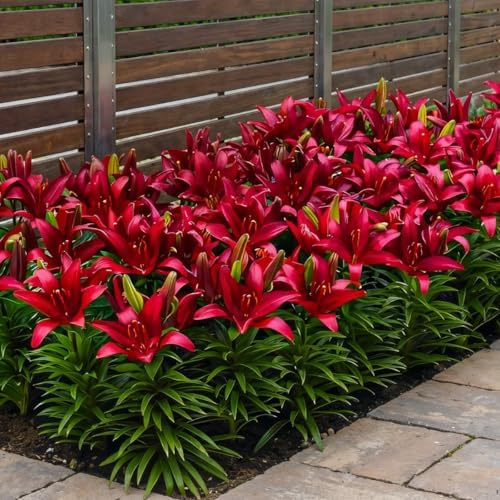 Bulbes de lys Bordure Rouge - Lys Bulbes - 10 Bulbes de Fleurs à Planter Exterieur - Plantes Vivaces Exterieur - Rustique - Naturelle Plantes de Hollande (gros, pas de graines)