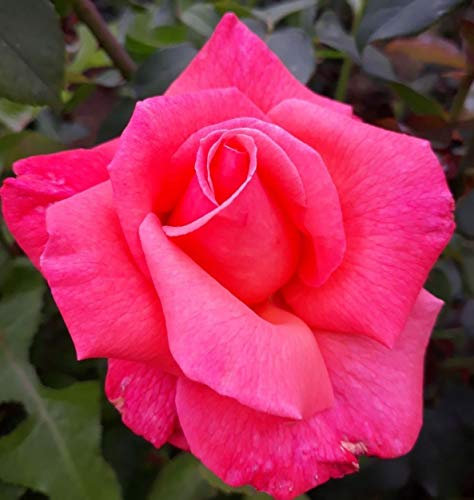 Portal Cool Mischief Ibrido Tea Rose Bush Radice Nuda