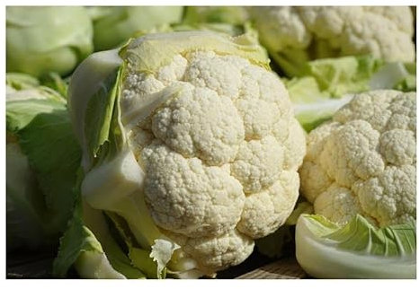 Pezzi - 15x Cavolfiore Multi Testa F1 Verdure Giardino Piante - Seme K564 - Seeds & Plants Shop by Ipsa