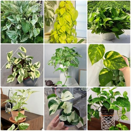Semi di Pothos - perenni Epipremnum aureo - da appartamento da interno da soggiorno da appartamento che purificano l'aria 200pcs