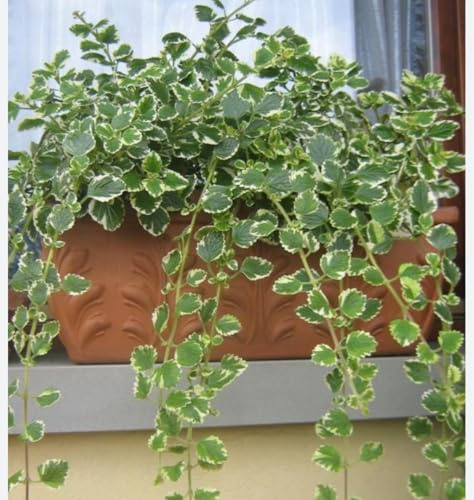 Plectranthus coleoids Variegatus (Feuerpflanze) [Vase Ø 14 cm]
