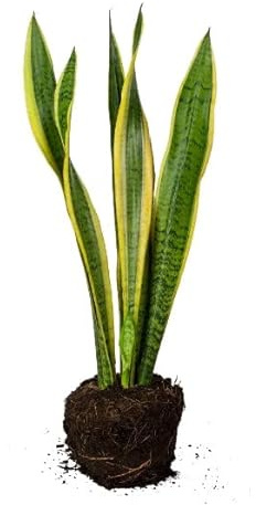 DECOALIVE Sansevieria Planta de Interior Natural Lengua de Suegra Planta Viva