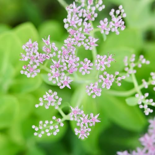 semillas de sedum - extremadamente resistentes exterior decoración cocina jardín bancal 90pcs