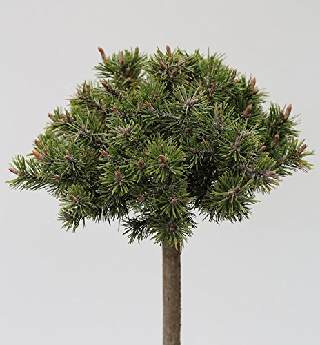 Hochstamm Zwerg Bergkiefer Benjamin 40-60cm - Pinus mugo - lebende Gartenpflanze aus den Baumschulen