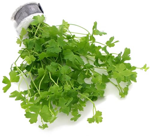 Hydrocotyle Tripartita Japan Live Aquarium Plant for Freshwater Tropical Tank Aquascaping K2AQUA
