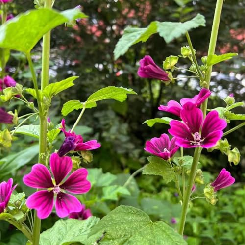 500 piezas semillas de malva perenne - semillas de del prado del balcon interior purificadoras aire, resistentes