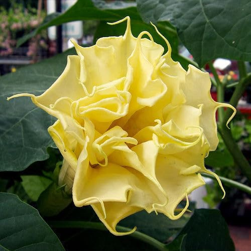 10 SEMI DI DATURA DOPPIA GIALLO semi freschi