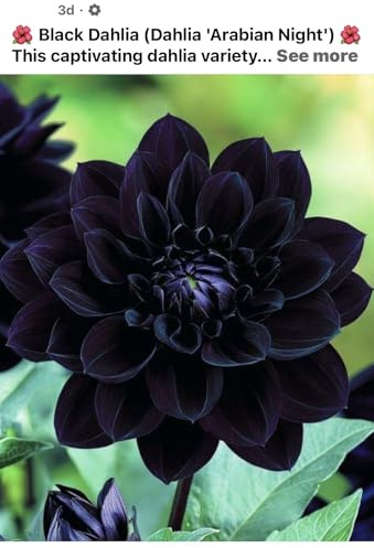 Mysteriöse magische Glühbirne,Mix Winterhart pflanzen,Dahlien tuber,2025 Blumenzwiebel,Winterhart zwiebeln, Fall or Spring Planting -10 Dahlien Zwiebeln-C