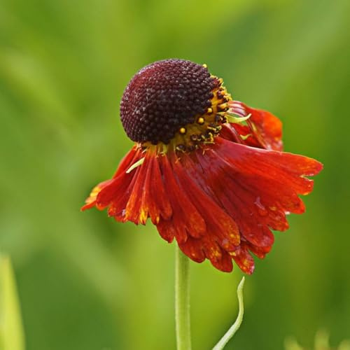 Blumixx Stauden Helenium Hybride 'Moerheim Beauty' – Sonnenbraut, kupferrot blühend, winterhart, mehrjährig, für Beet & Rabatte