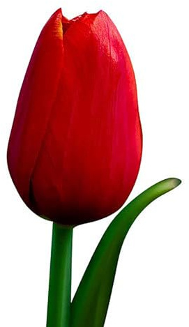 5 Kingsblood Tulip Bulbs – Top Size – Striking Red Blooms – Large Flowering Perennial Tulips for Spring Gardens – Easy to Grow & Hardy – Ideal for Landscaping & Cut Flowers