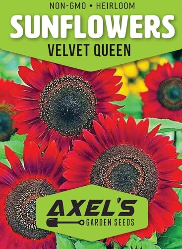 Red Sunflower Seeds for Planting - 50 Heirloom Non GMO Velvet Queen Flower Seeds Plant & Grow Home Outdoor Annual Garden - 1 Packet