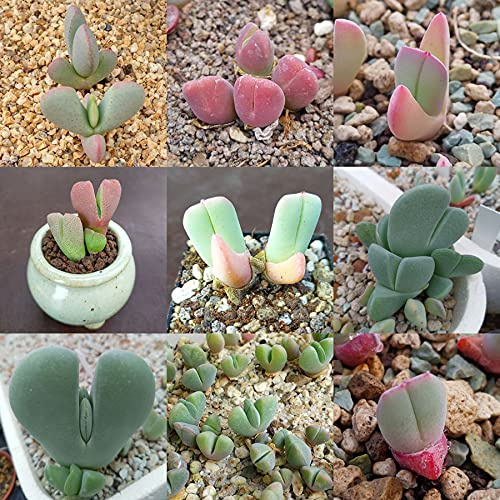 Cheiridopsis Graines Mixtes - Sunnyplants, Graines de Cheirisopsis, Graines de Lithops, Graines Succulentes, Graines de Pierres Vivantes, Lithops, Graines Lithop, Lithop, Graines Mesembs (100)