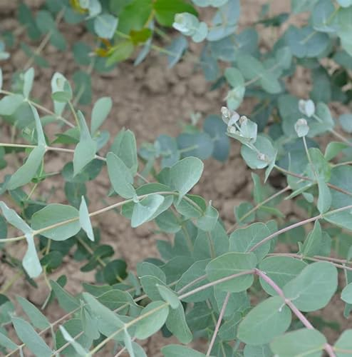Tasmanischer Eukalyptus Silver Dollar 30-40cm - Eucalyptus gunnii - lebende Gartenpflanze aus den Baumschulen