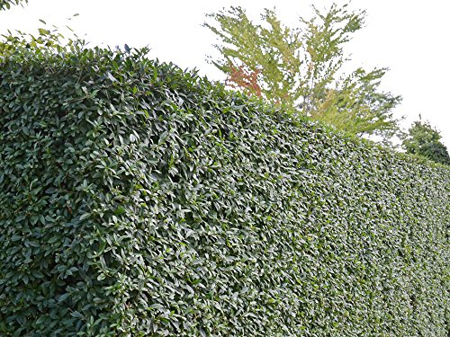 30 Stk. Liguster Atrovirens Ligusterhecke Containerware 60-100 cm hoch - Ligustrum vulgare Atrovirens - Garten von Ehren®
