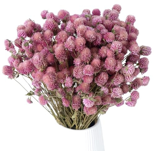 100Pcs+ Pink Dried Globe Amaranth Flowers, 100% Natural Dry Gomphrena Flower Bundles for Vase Decor Wedding Centerpieces Christmas Halloween Home Accents