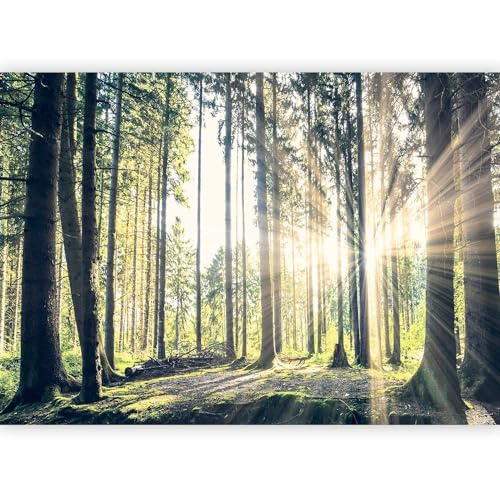 murando Fotomurales Bosque 3D 450x315 cm Papel pintado tejido no tejido | Decoración de Pared decorativos Murales moderna de Diseno Fotográfico Pasillo Oficina Paisaje Naturaleza