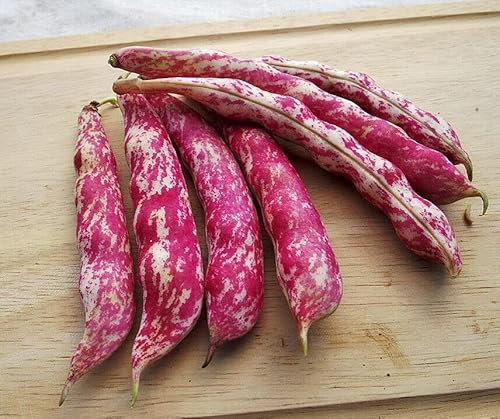 Vision4ever 5 Dwarf Borlotto Bean Easy to Grow in Garden