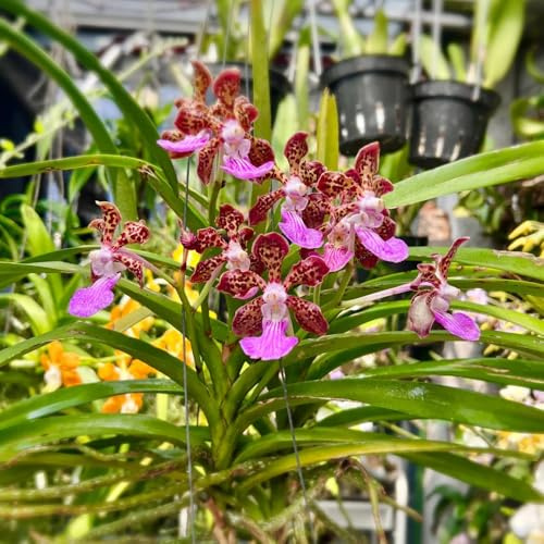 semi di orchidea vanda, sospese, viticci decorativi per recinzioni orchidee resistenti, ornamentali da balcone, esotici da balcone 200pcs